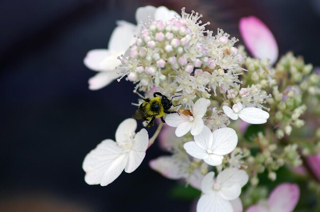 Photo près d'un bourdon sur des fleurs blanches