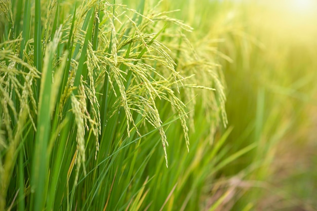 Près des champs d'or oreilles de riz rizières vertes sur fond doux