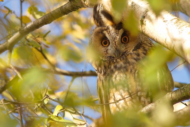 Près d'une chouette perchée sur une branche d'arbre