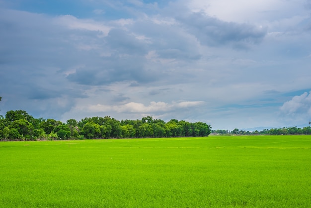 Prés et ciel