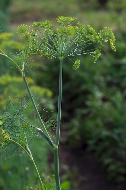 près d'un dill en fleur dans le jardin d'été