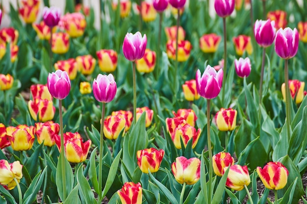 Près du champ de tulipes printanières avec des fleurs roses et rouges