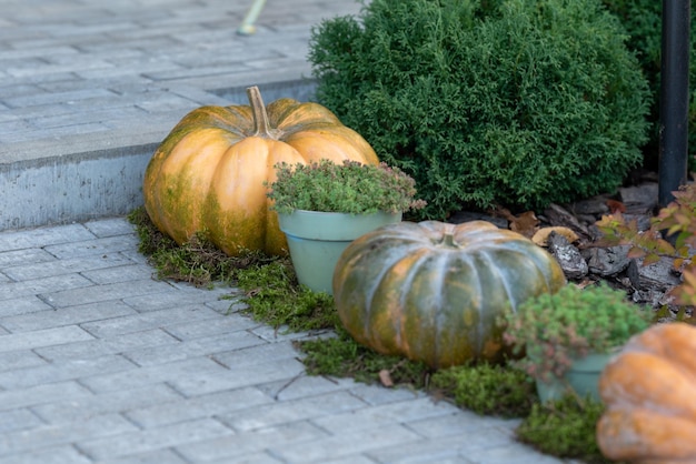 Près de l'épinette il y a trois citrouilles grandes moyennes et petites Mousses et fleurs en pots