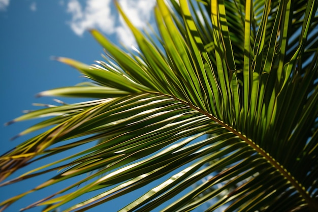 près d'une feuille de palmier avec un ciel bleu en arrière-plan