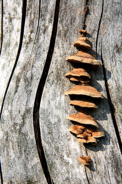 Photo près d'une feuille sèche sur le tronc d'un arbre