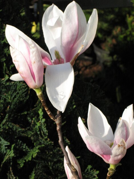 Photo près de la fleur blanche qui fleurit à l'extérieur