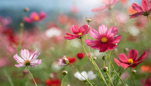 De près les fleurs sauvages du cosmos en fleur de couleur pastel les fleurs rouges roses du cosmos flottent