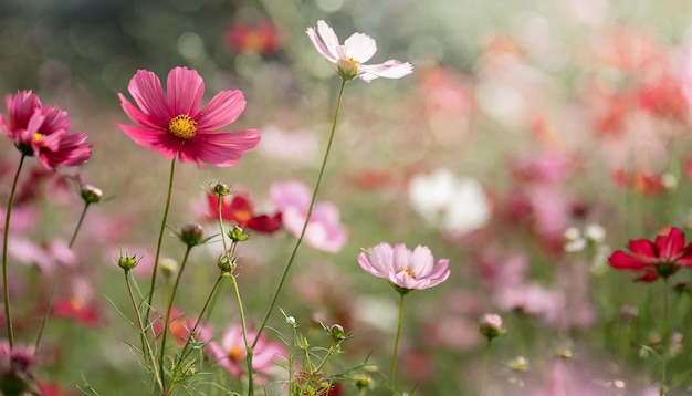 De près les fleurs sauvages du cosmos en fleur de couleur pastel les fleurs rouges roses du cosmos flottent