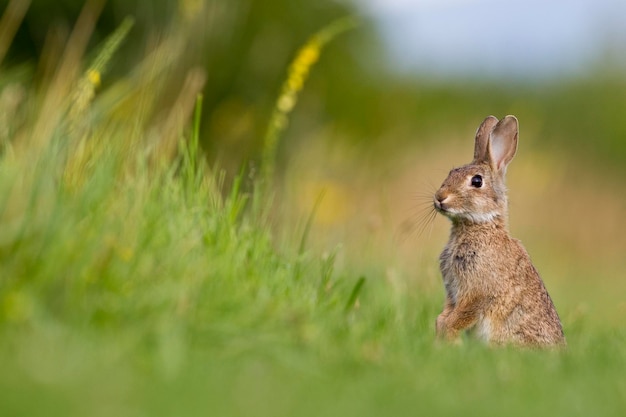 Près d'un lapin à l'extérieur