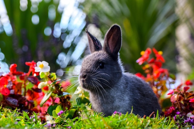 Près d'un lapin à l'extérieur