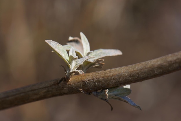 Photo près d'un lézard sur une branche