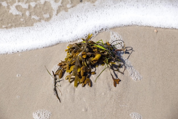 Près d'un lézard sur la plage