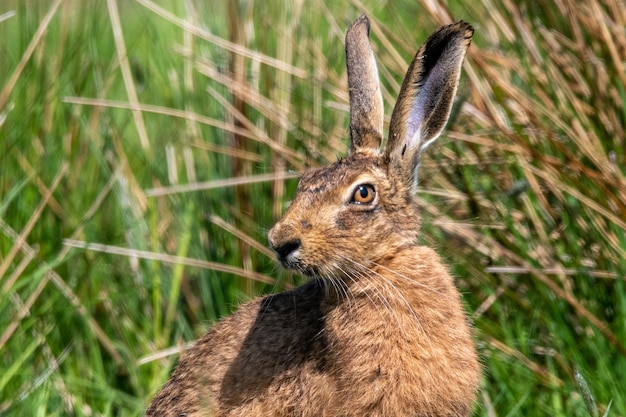 Près d'un lièvre brun assis sur une herbe