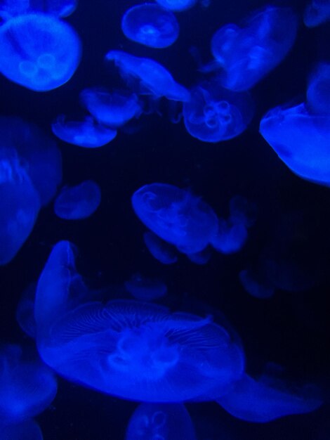 Photo près de la méduse dans la méduse de mer nageant à l'aquarium de sydney