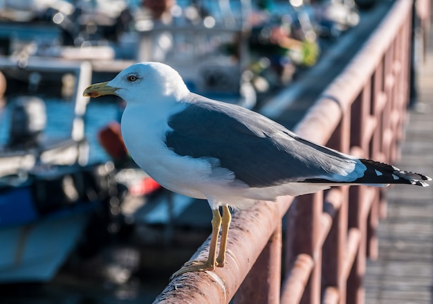 Près de mouette debout dans la jetée.