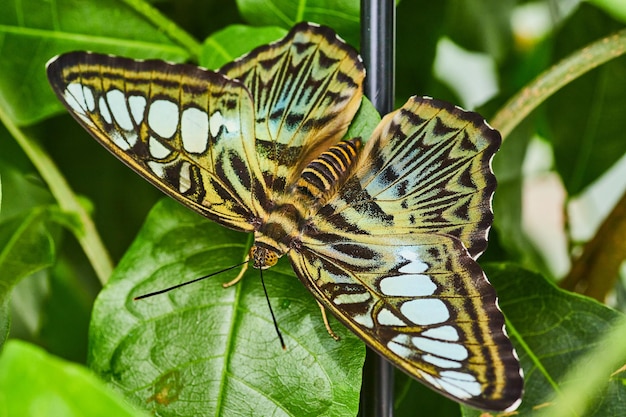 Près de papillon Brown Clipper sur plante de jardin