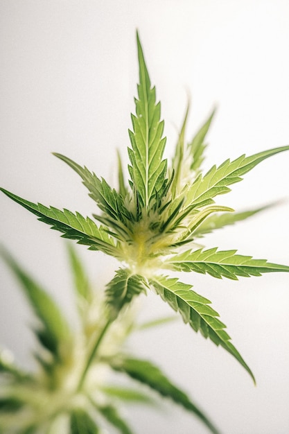 De près et personnel Une photographie haute résolution d'un bourgeon de marijuana sativa sur fond blanc