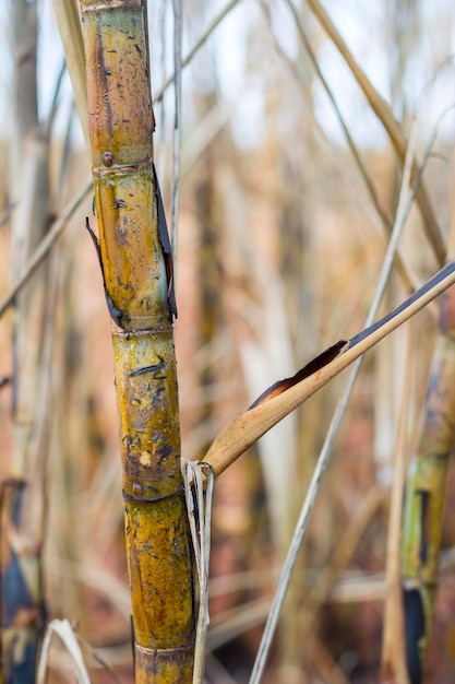 Près de la plantation brésilienne de canne à sucre brûlée