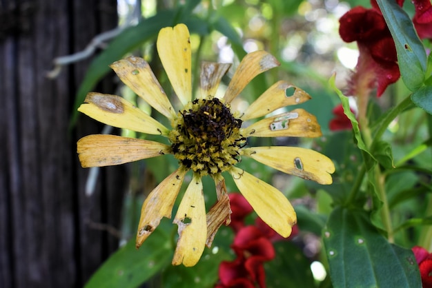 Photo près d'une plante à fleurs jaunes