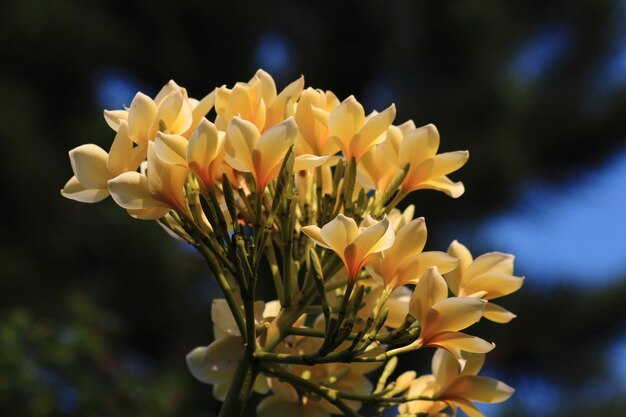 Près d'une plante à fleurs jaunes