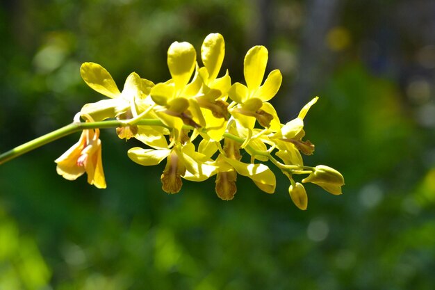 Photo près d'une plante à fleurs jaunes