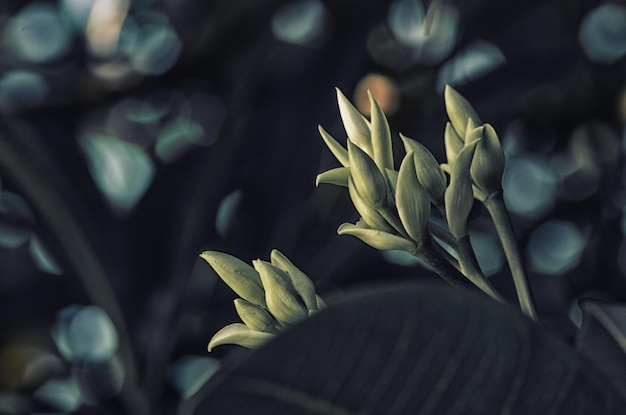 Photo près d'une plante à fleurs jaunes