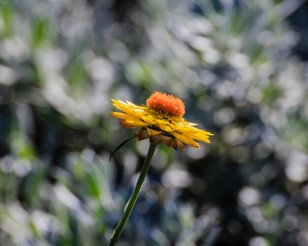 Près d'une plante à fleurs jaunes