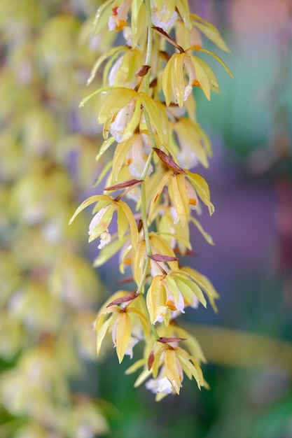 Photo près d'une plante à fleurs jaunes