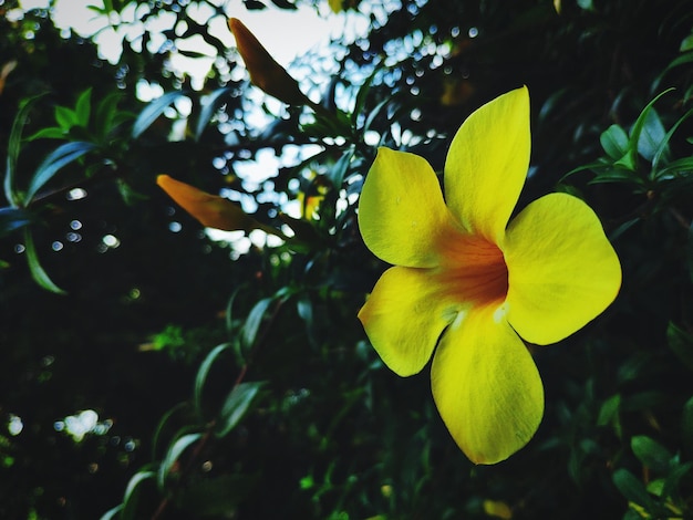 Photo près d'une plante à fleurs jaunes