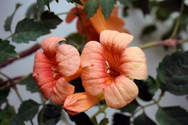 Photo près d'une plante à fleurs d'orange