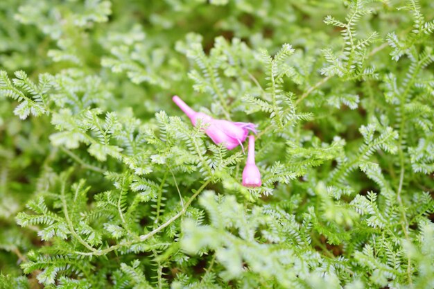 Près d'une plante à fleurs roses