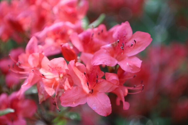 Près d'une plante à fleurs roses