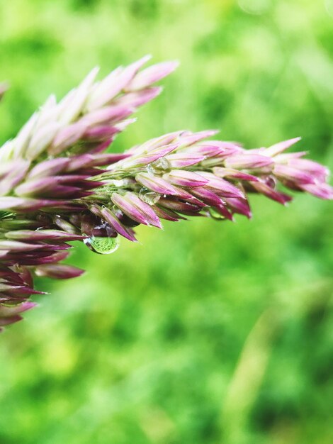 Photo près d'une plante à fleurs roses