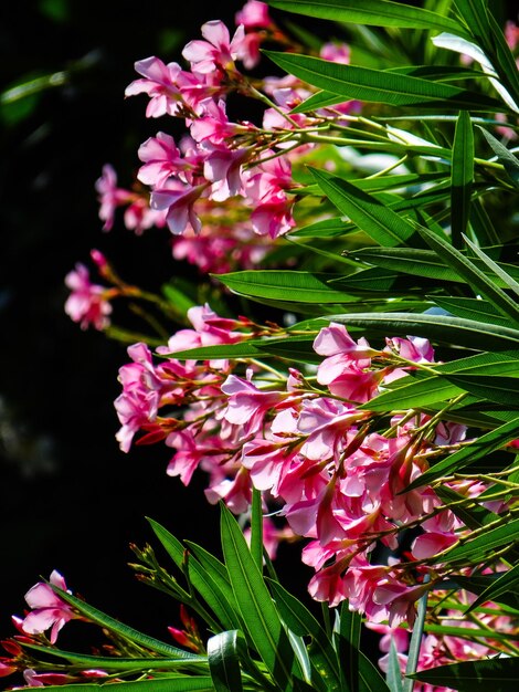 Photo près d'une plante à fleurs roses