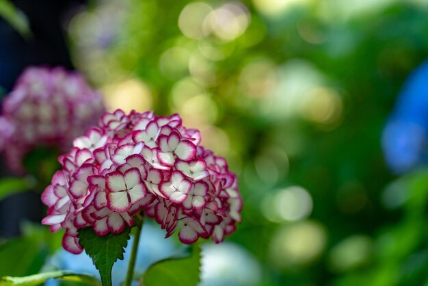 Photo près d'une plante à fleurs roses