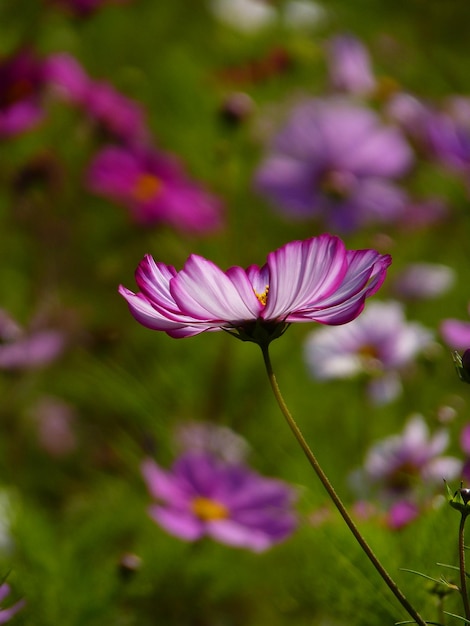 Photo près d'une plante à fleurs roses