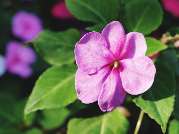 Photo près d'une plante à fleurs roses