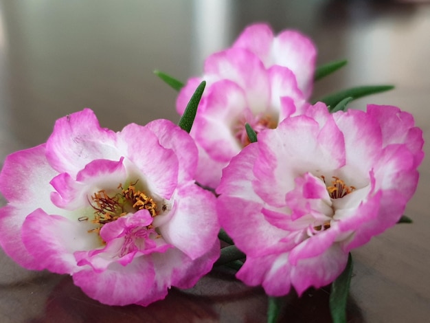 Photo près d'une plante à fleurs roses