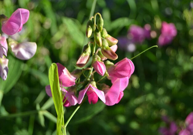 Photo près d'une plante à fleurs roses