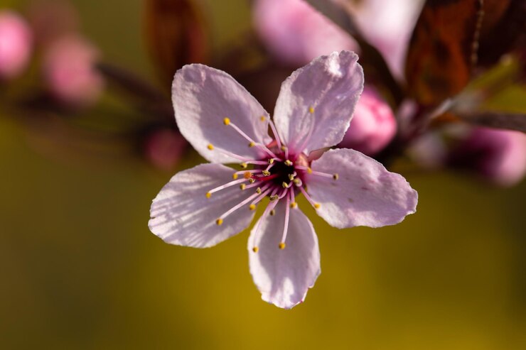 Photo près d'une plante à fleurs roses