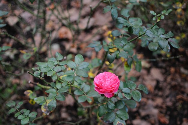 Photo près d'une plante à fleurs roses