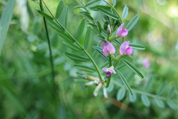 Photo près d'une plante à fleurs roses