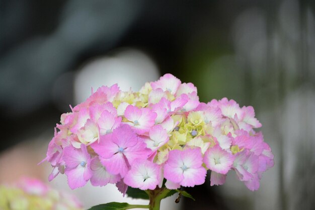 Près d'une plante à fleurs roses