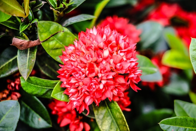 Près d'une plante à fleurs rouges