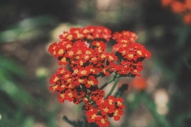 Photo près d'une plante à fleurs rouges