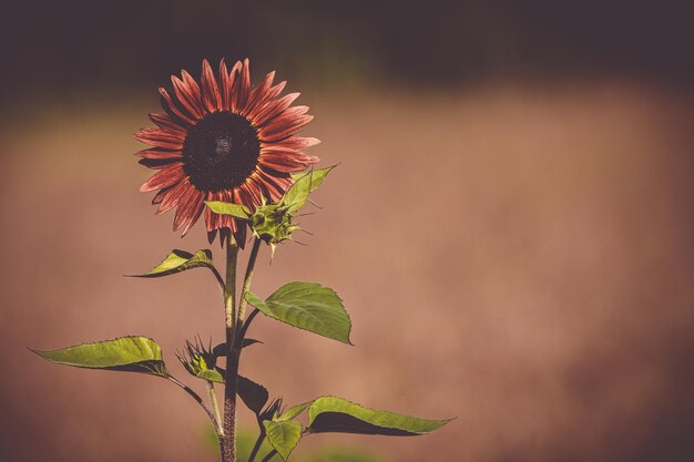 Photo près d'une plante à fleurs