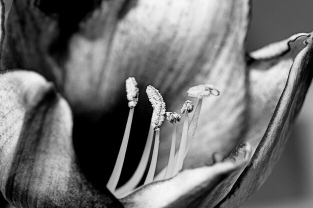 Photo près d'une plante à fleurs