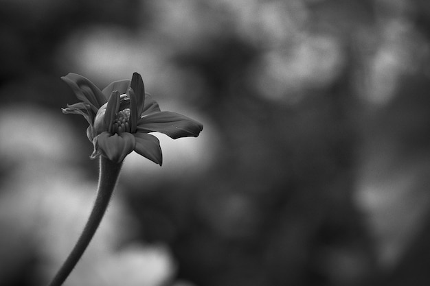 Près d'une plante à fleurs