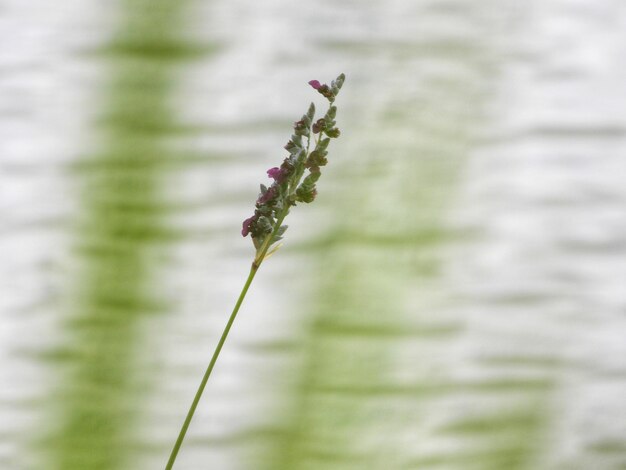 Photo près d'une plante à fleurs