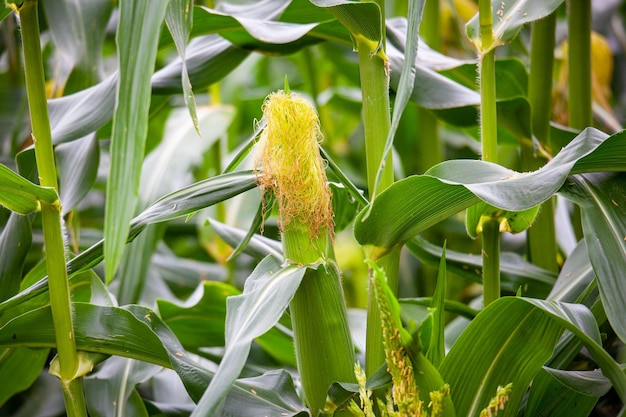 Près d'une plante à fleurs